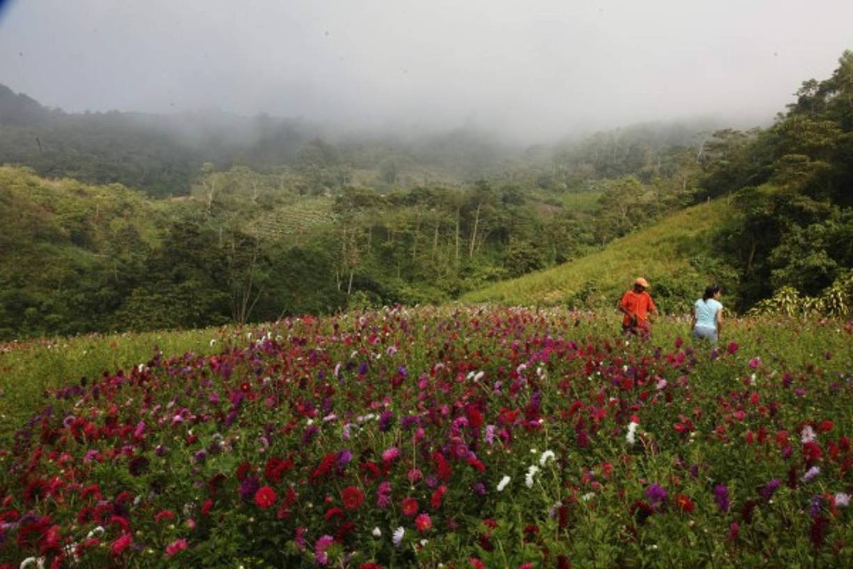 Los sembradíos de flores en El Merendón.