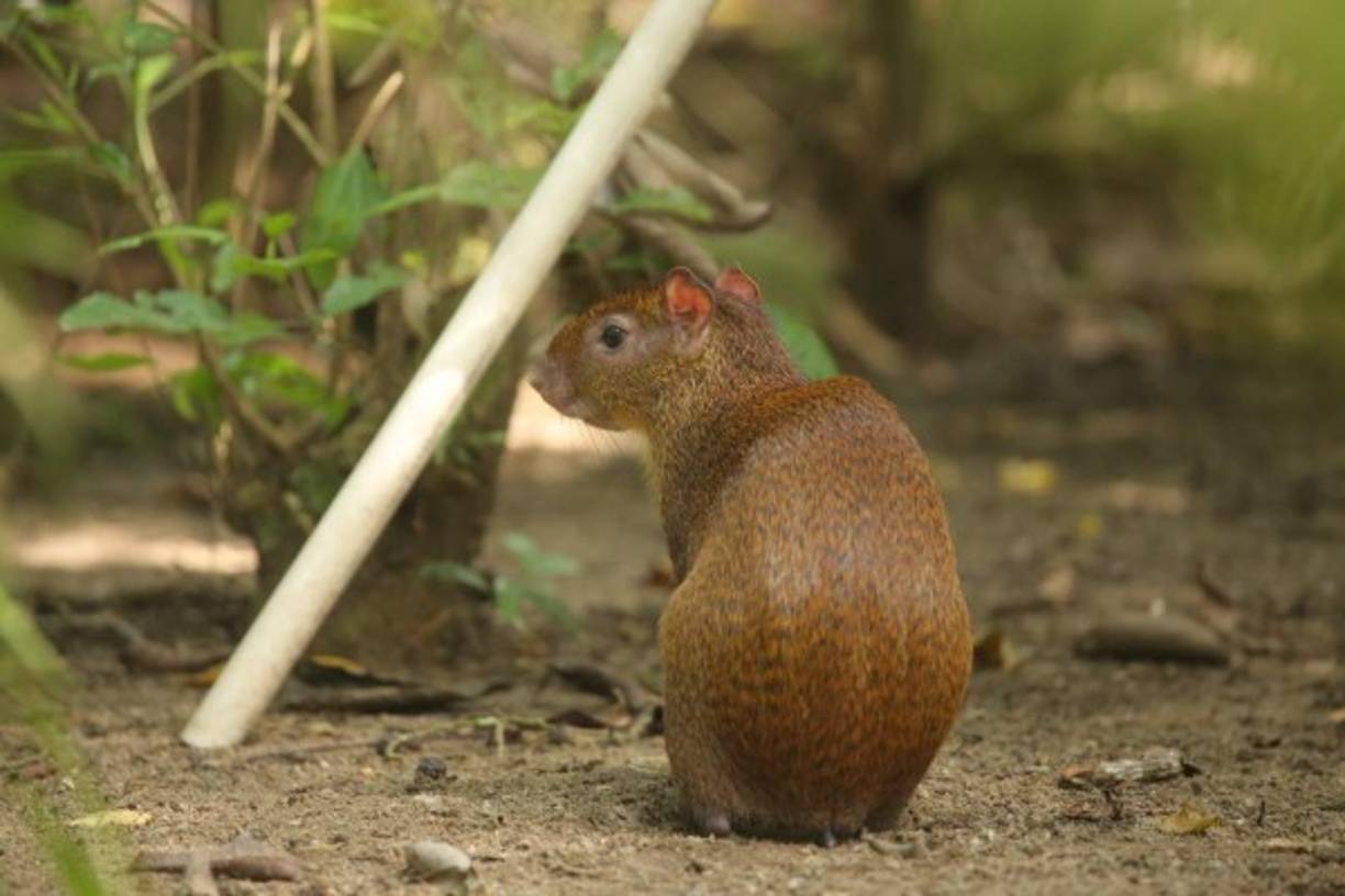 El Parque ecológico San Ignacio es un paraíso cubierto por el follaje de enormes árboles que engalanan los frescos senderos por donde los turistas se dirigen para observar las múltiples especies de animales que el sitio conserva.