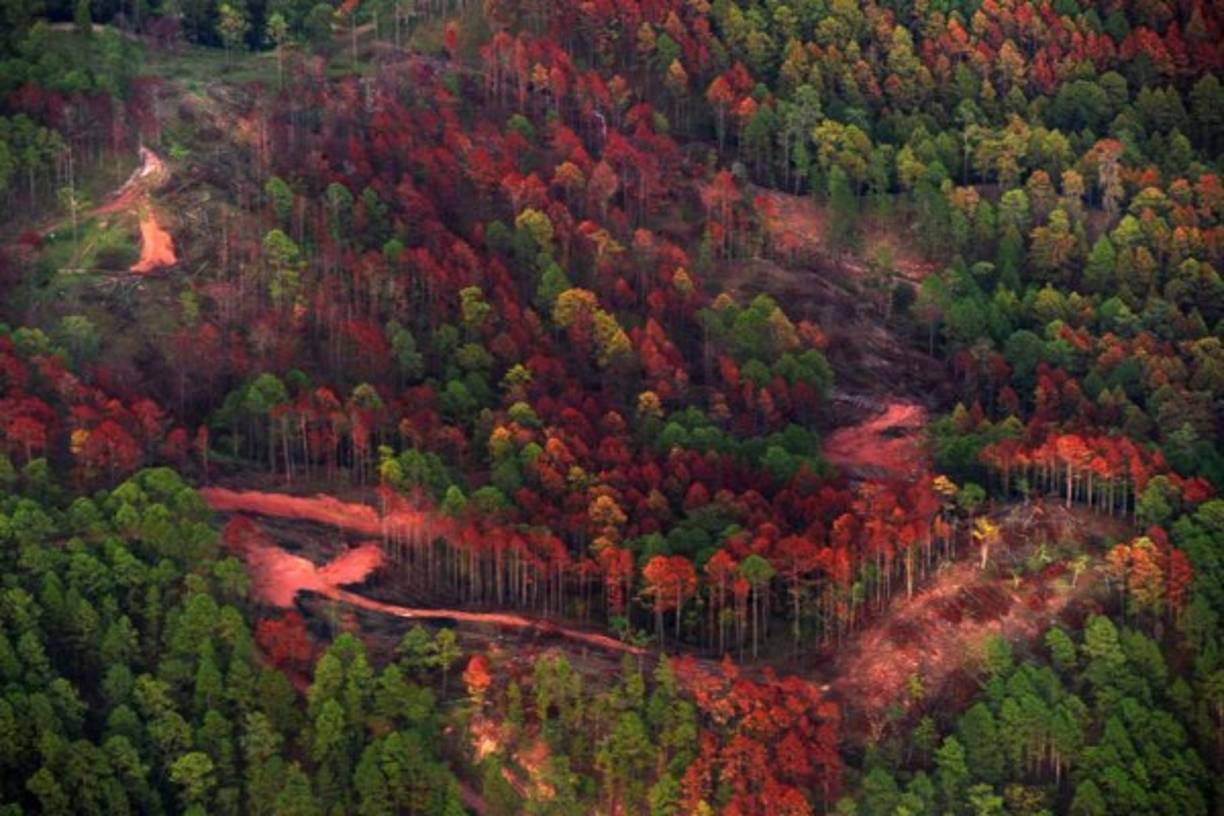 10. Destrucción de los ecosistemas<br/><br/>El aumento de los gases de efecto invernadero no sólo está provocando cambios drásticos en la atmósfera que está causando estragos en todo el planeta, lo que afecta el suministro de agua, el aire limpio y a la agricultura, así como a los recursos energéticos.<br/><br/>