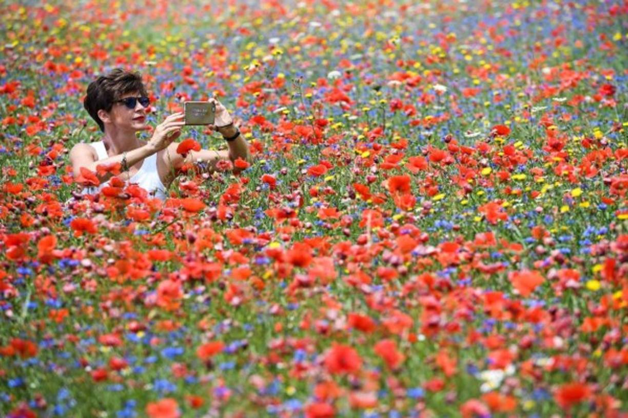 ITALIA. Temporada de floración. Una mujer toma una foto en La Fiorita (La Floración) en la llanura de Castelluccio di Norcia en los Montes Sibilinos.
