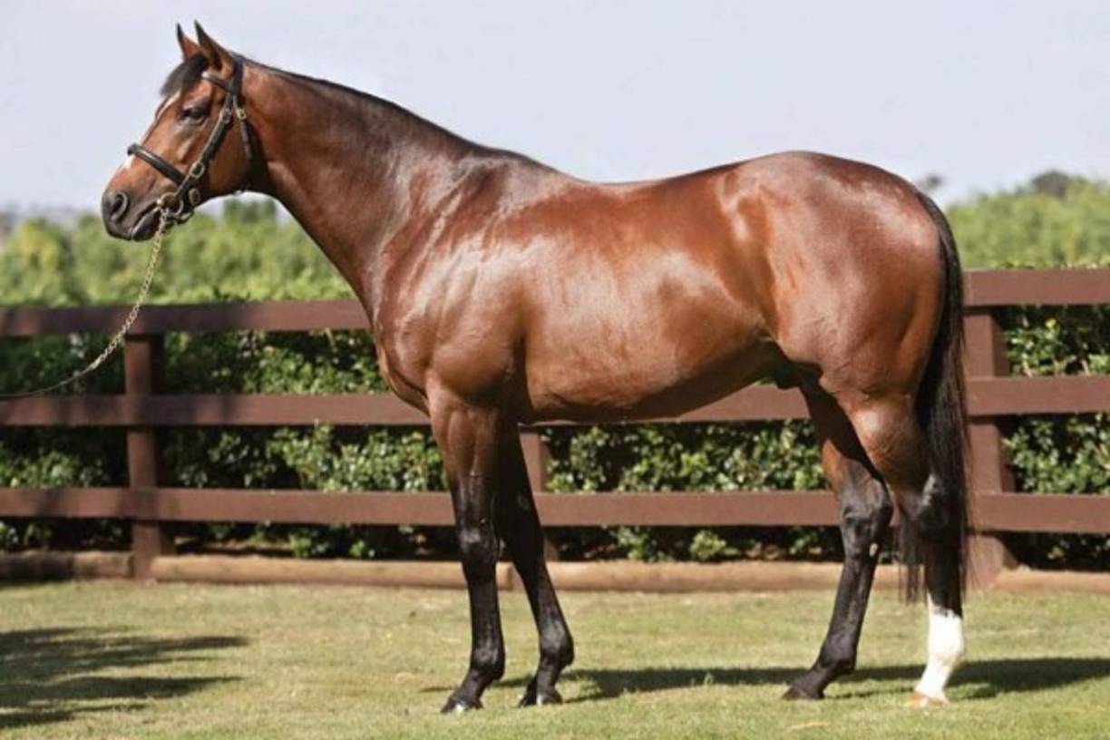 El caballo tiene 22 años y en 2001 ganó cuatro Majors: Ballysax Stakes, Derrinstown Stud Derby Trial, Epsom Derby, Irish Derby y K. George VI & Q. Elizabeth Stakes.