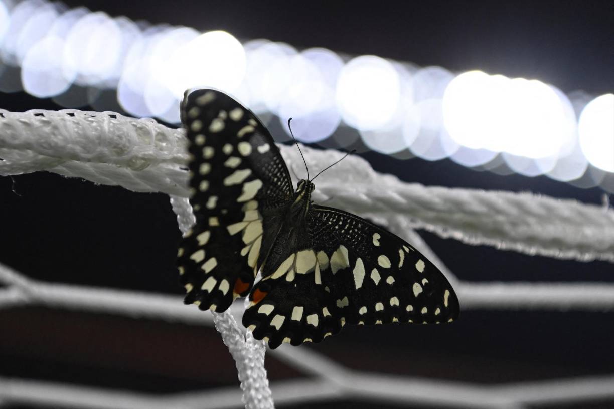 Las redes de la una de las porterías del recinto recibieron a un pequeño invitado.