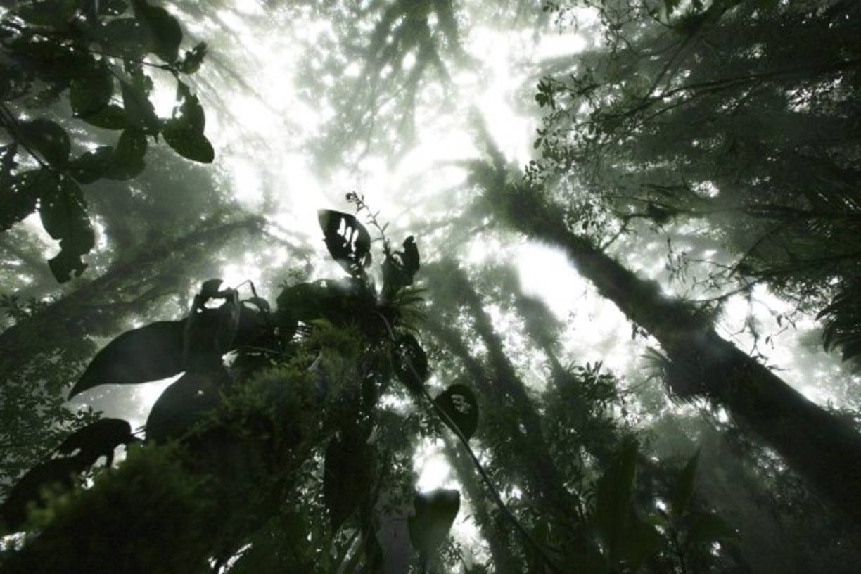 Como todo bosque nublado, La Tigra es una verdadera fábrica de agua para el ser humano.