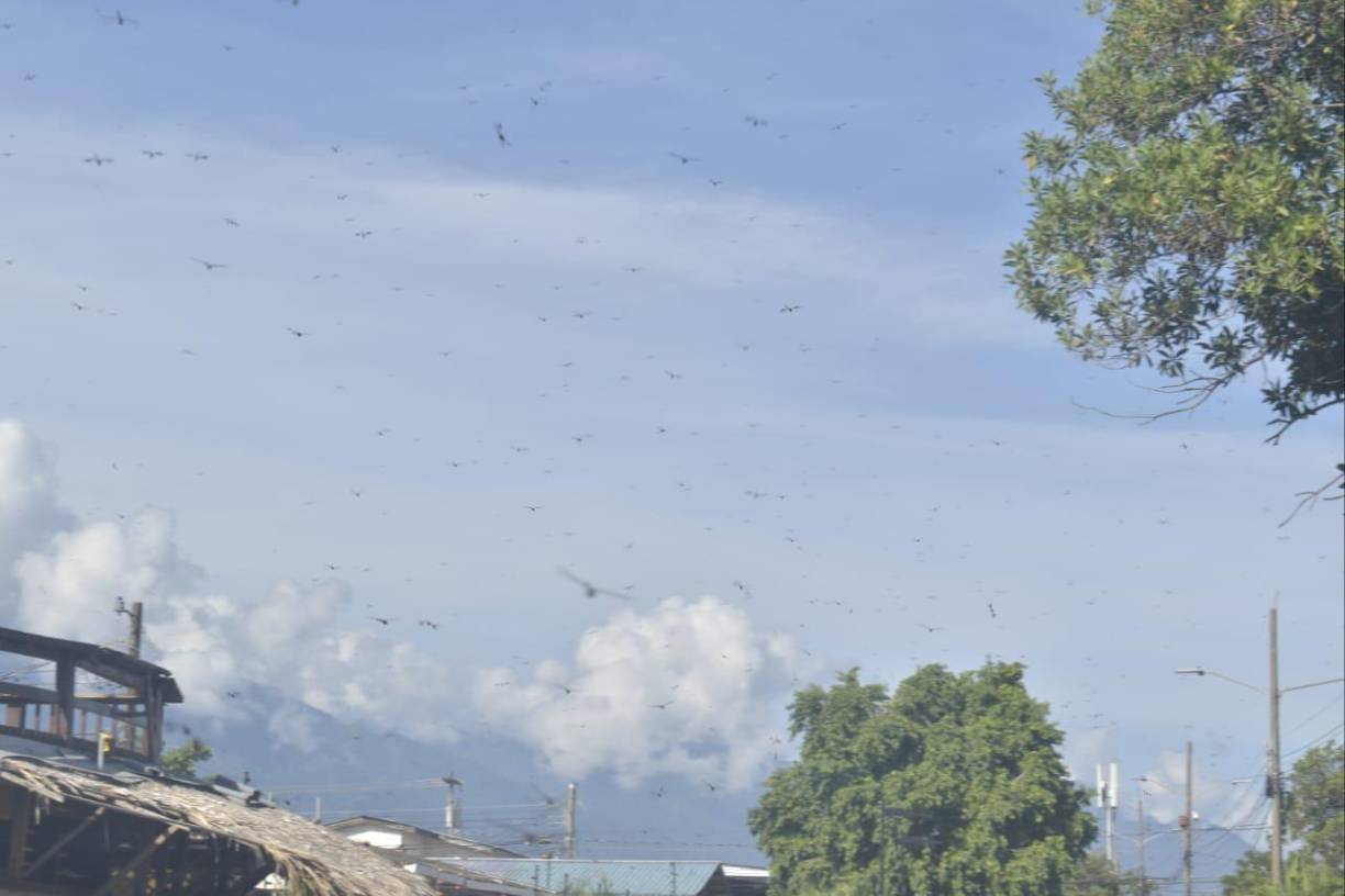 “Eso se da siempre cuando va iniciar el invierno, siempre salen a volar, ya las he visto desde hace años”, cuenta René, un vecino que siempre concurre el Paseo de Los Ceibeños en La Ceiba. 
