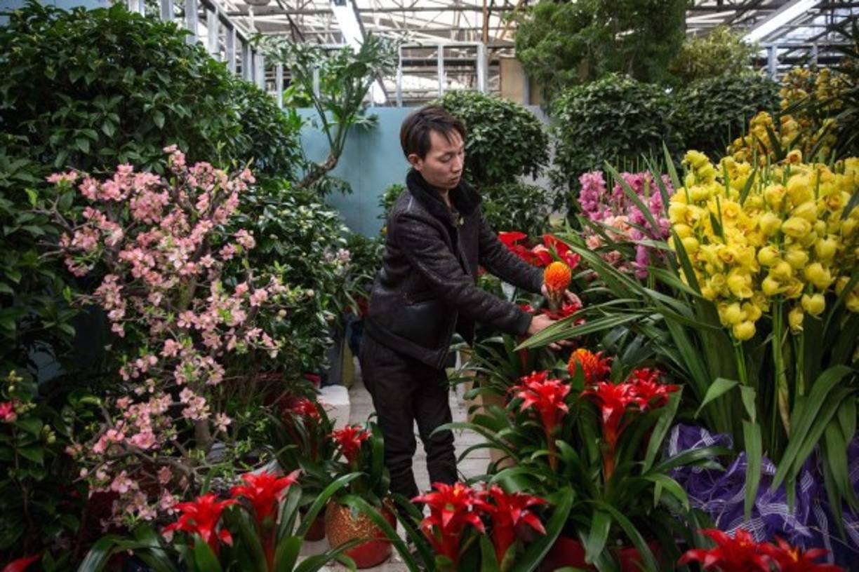 La aerolínea colombiana Avianca anunció que transportó 11.853 toneladas de flores procedentes de Colombia y Ecuador para varios países del mundo con motivo del día de San Valentín, que se celebra este miércoles.