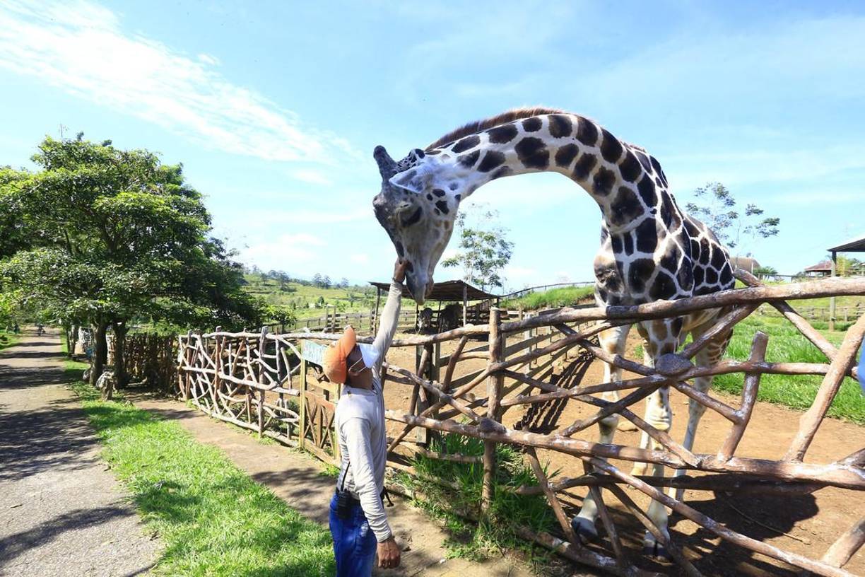 La jirafa era uno de los más de 500 animales que alberga el zoológico Joya Grande, que se ha mantenido a flote pese a que fue golpeado por la pandemia.