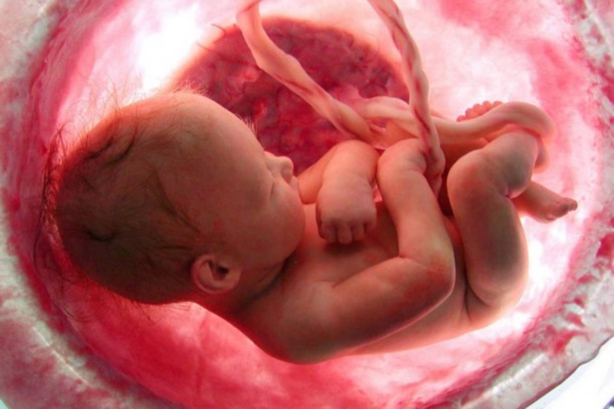 9 meses de increíbles trasnformaciones hacen falta para que un nuevo ser humano esté listo para venir al mundo y gracias a la tecnología ahora podemos verlas.