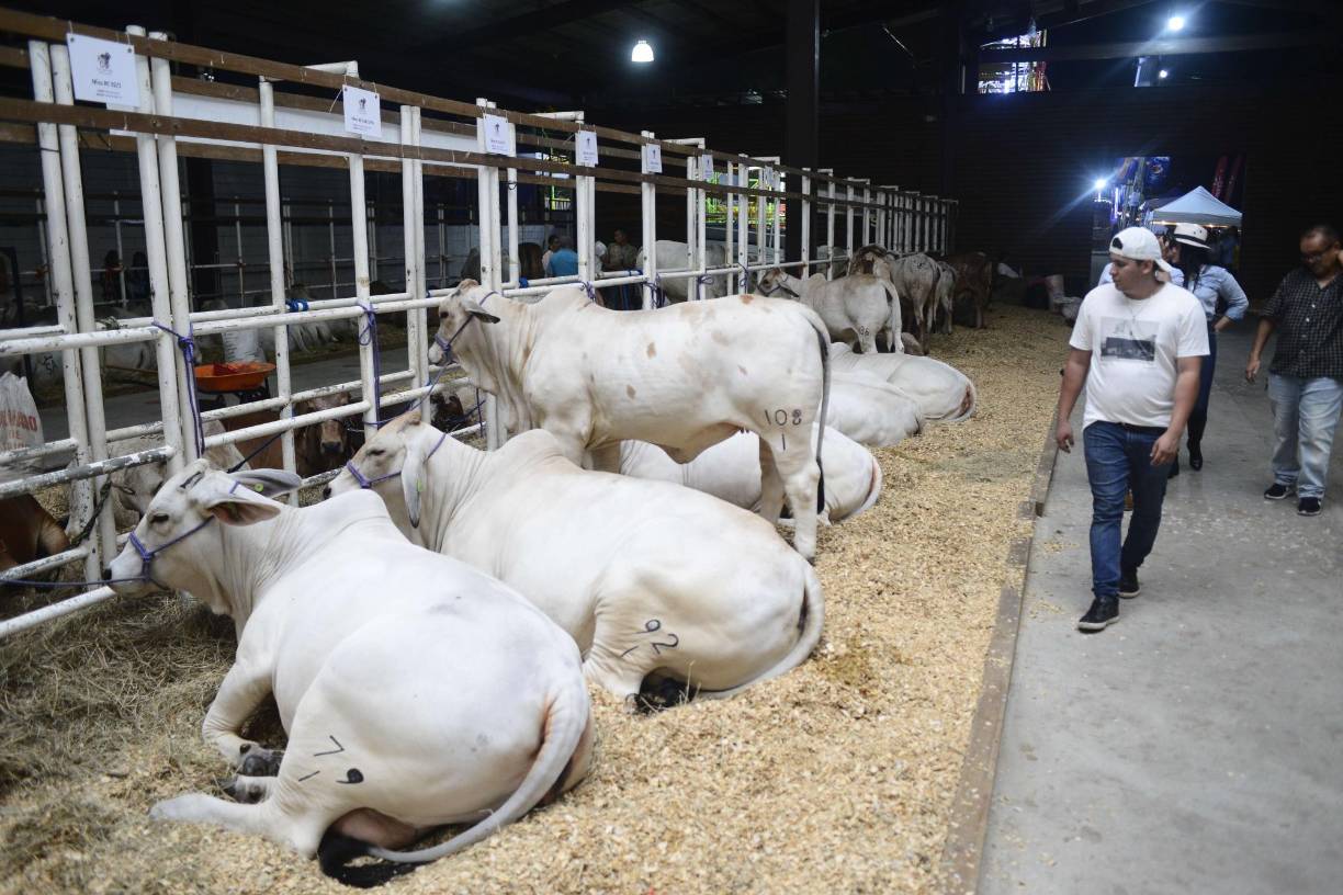Sampedranos ya disfrutan del Campo Agas