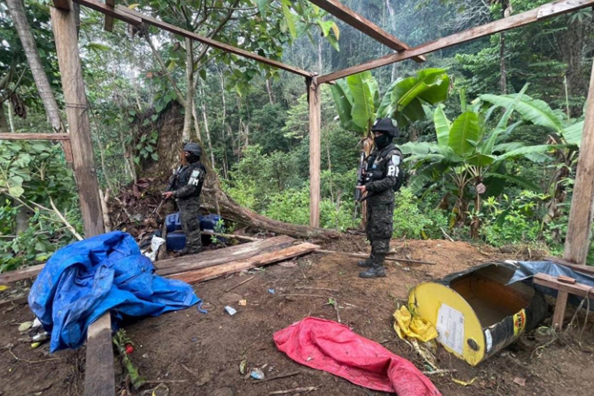Después de la incautación los policías militares procederán a destruir las plantaciones.