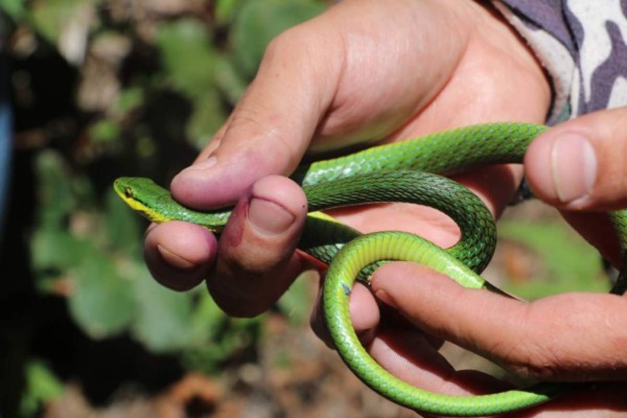A las 3:00 de la madrugada reiniciamos la caminata, esta vez en medio de la oscuridad, cubiertos por la neblina y a pesar de las temperaturas inferiores a los 7 grados centígrados, el reto era llegar a “la cima del cielo”. No hay duda que el esfuerzo vale la pena, poder observar la diversidad de fauna que este parque posee es mágico.<br/>En la imagen una pequeña serpiente que encontramos en el camino.