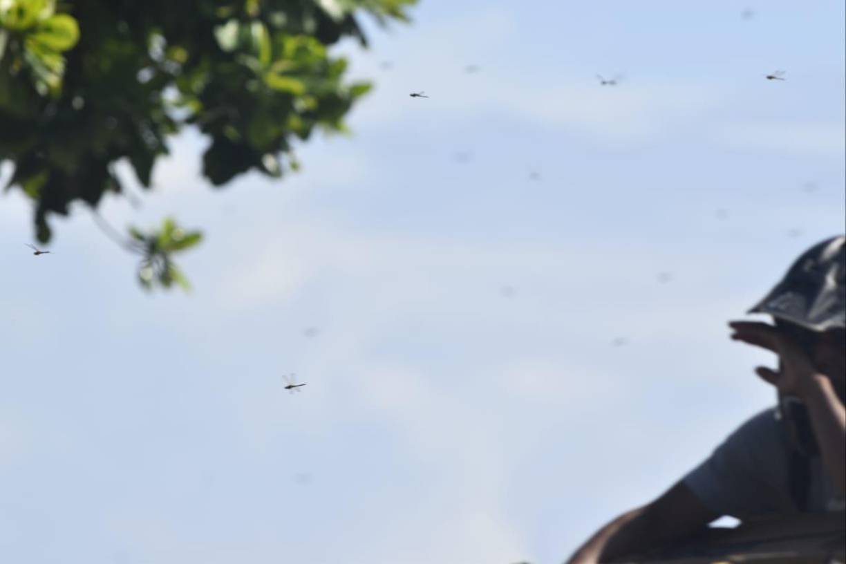 ”Solo en esta parte se nubló, y la costa siguió con su cielo azul despejado, explorado por esas nubes de Libélulas”, detalló.