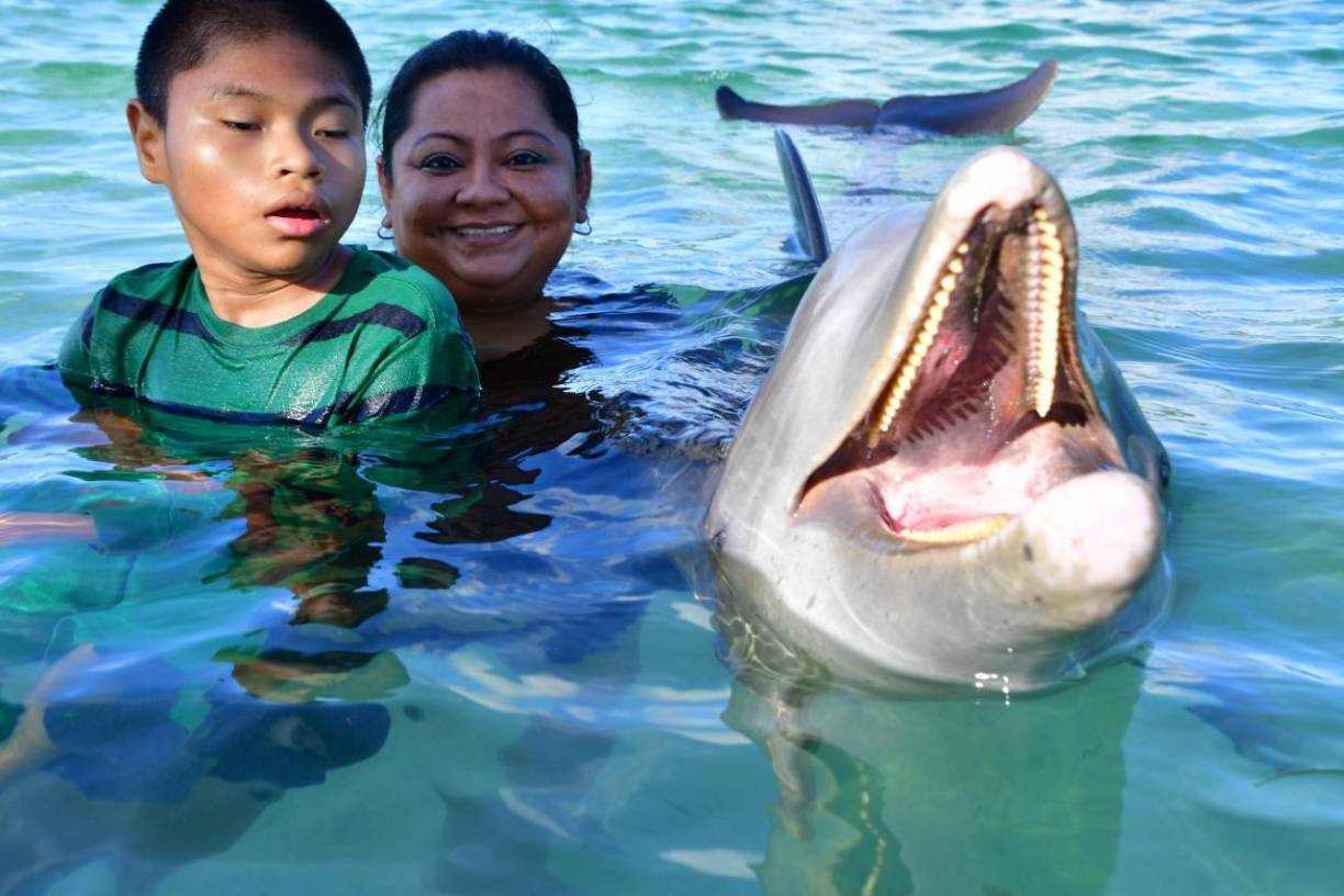 La Delfinoterapia es una técnica que consiste en la interacción del ser humano con delfines donde interviene además un terapeuta.