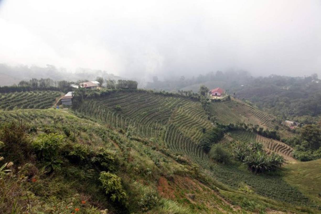 En la comunidad de El Gallito predominan los cultivos.