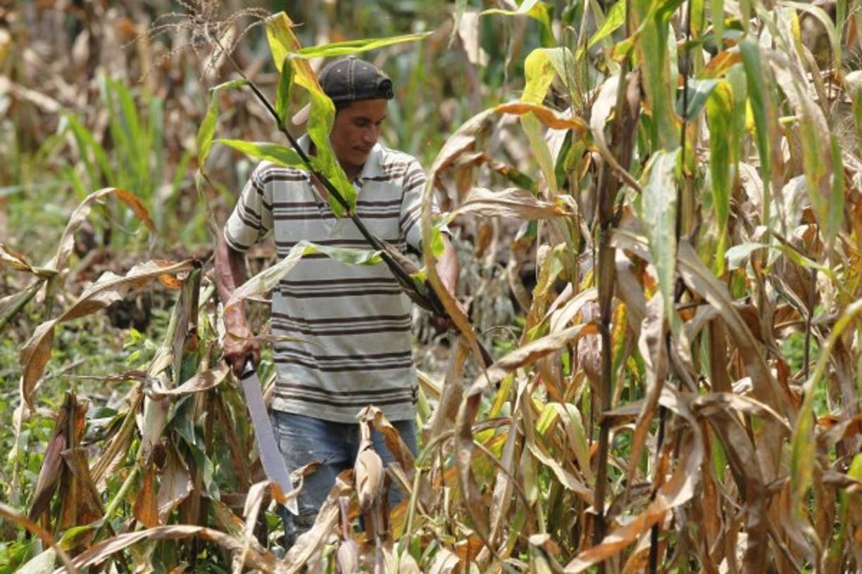 Hasta plantaciones de maíz hay en la montaña en el sector de San Pedro Sula.