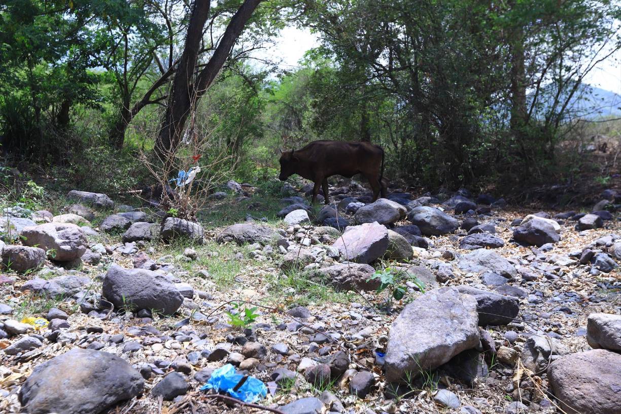 La mortalidad del ganado se ha reportado en los sectores de Santa Bárbara, El Nance, San Jerónimo, San Lorenzo y San Dimas, ubicados en Valle Abajo, hasta donde llegó LA PRENSA Premium.