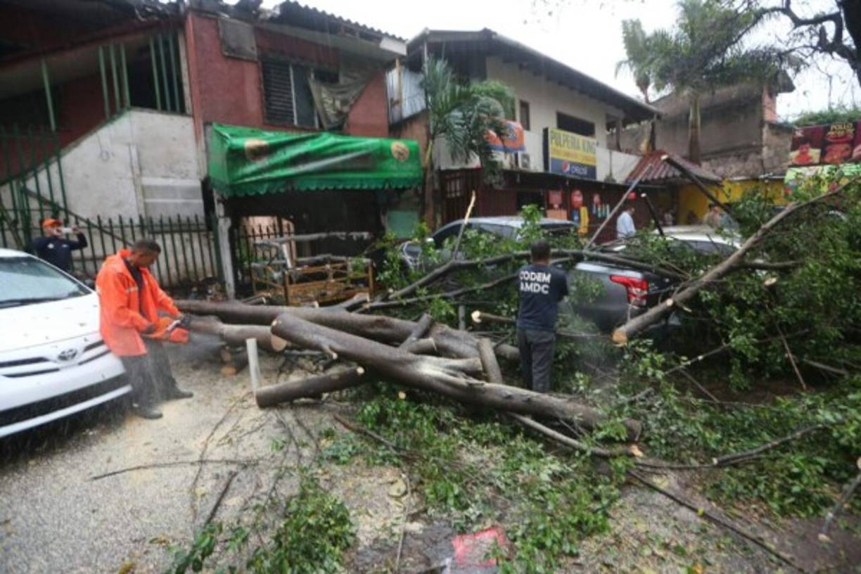 Las lluvias provocaron la caída de varios árboles en las calles y avenidas de la capital.