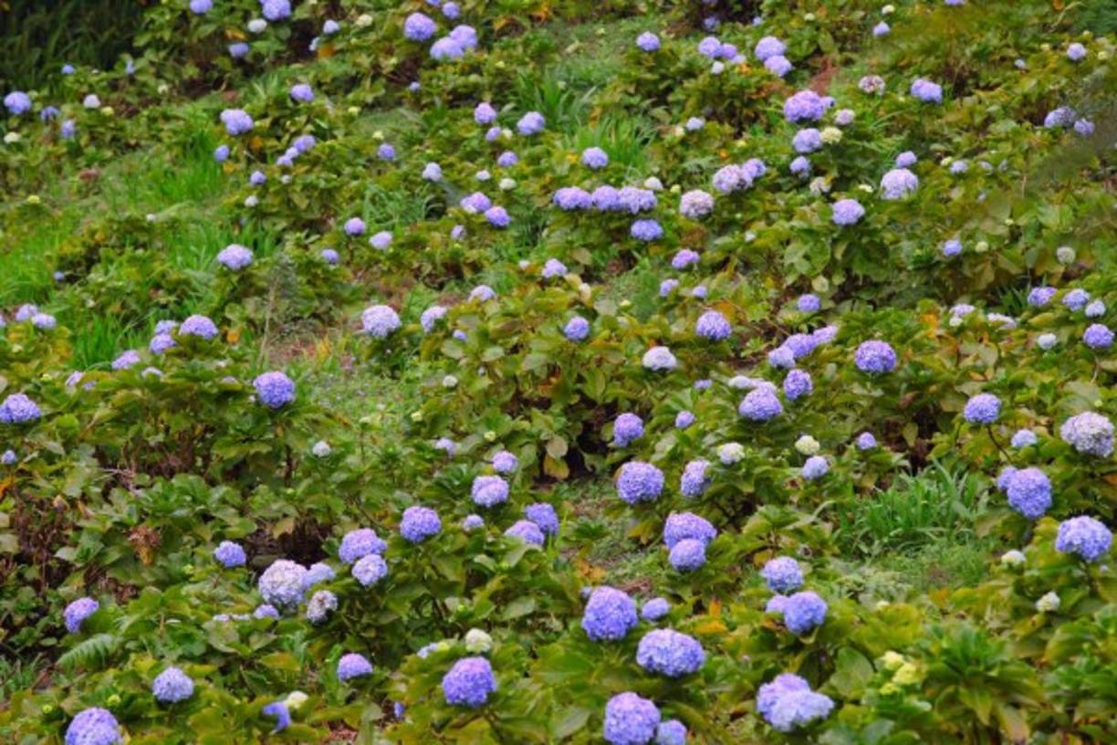 De hecho, existen cooperativas y productores certificados para cultivo de flores, que posteriormente comercializan en la ciudad sampedrana.