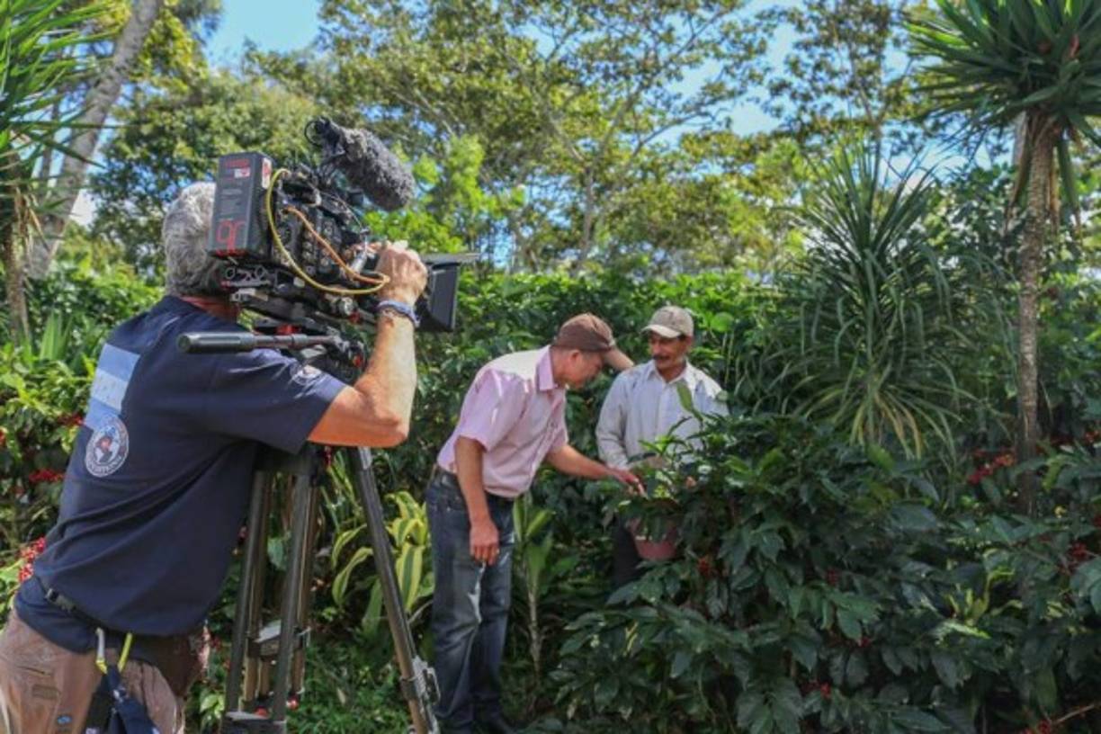 El proceso del corte de café.
