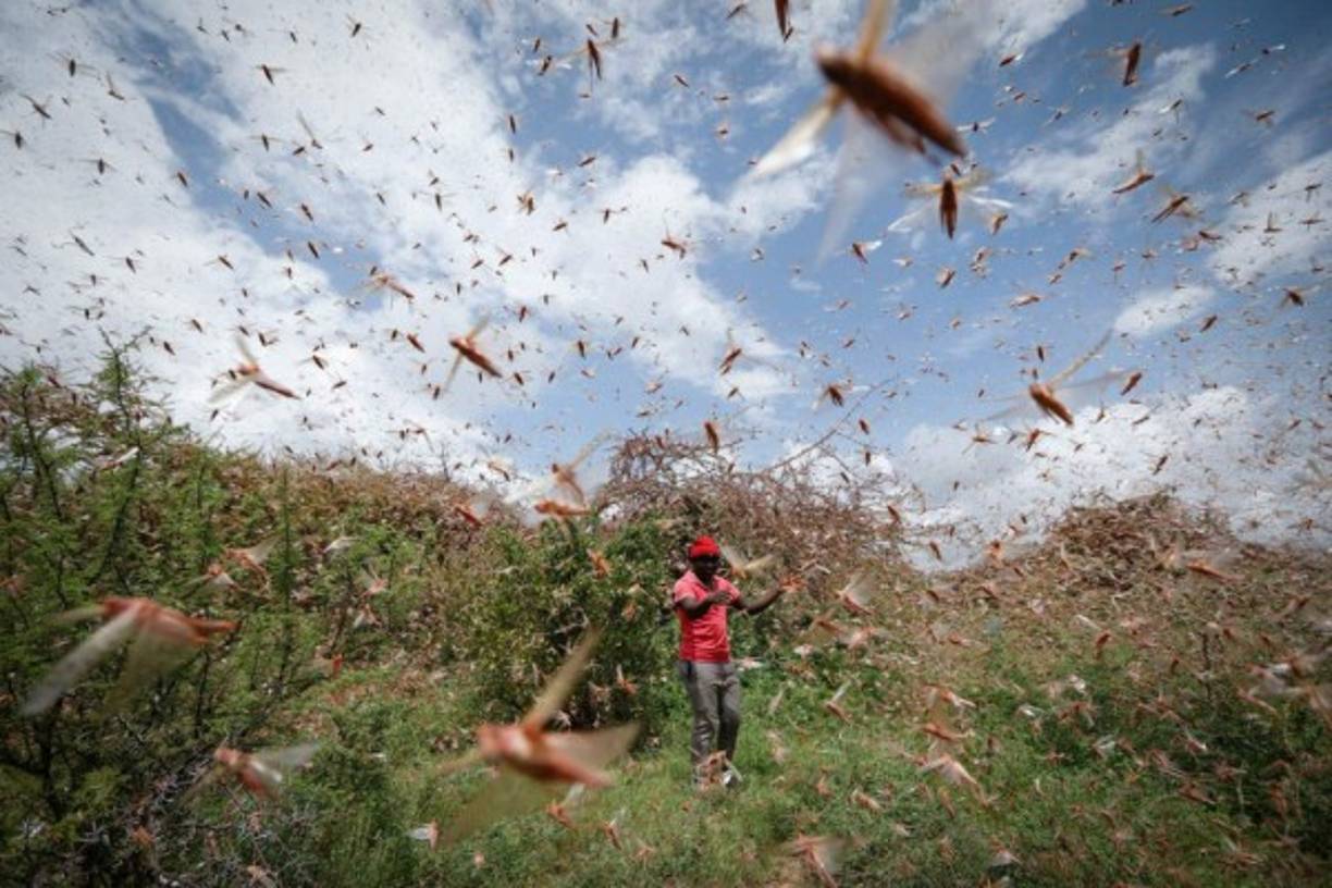 La plaga de langostas que azota al Cuerno de África ha llevado a declarar la emergencia en varios países de la región, donde los insectos devastan las reservas alimentarias de una de las regiones más empobrecidas y más vulnerables del mundo.