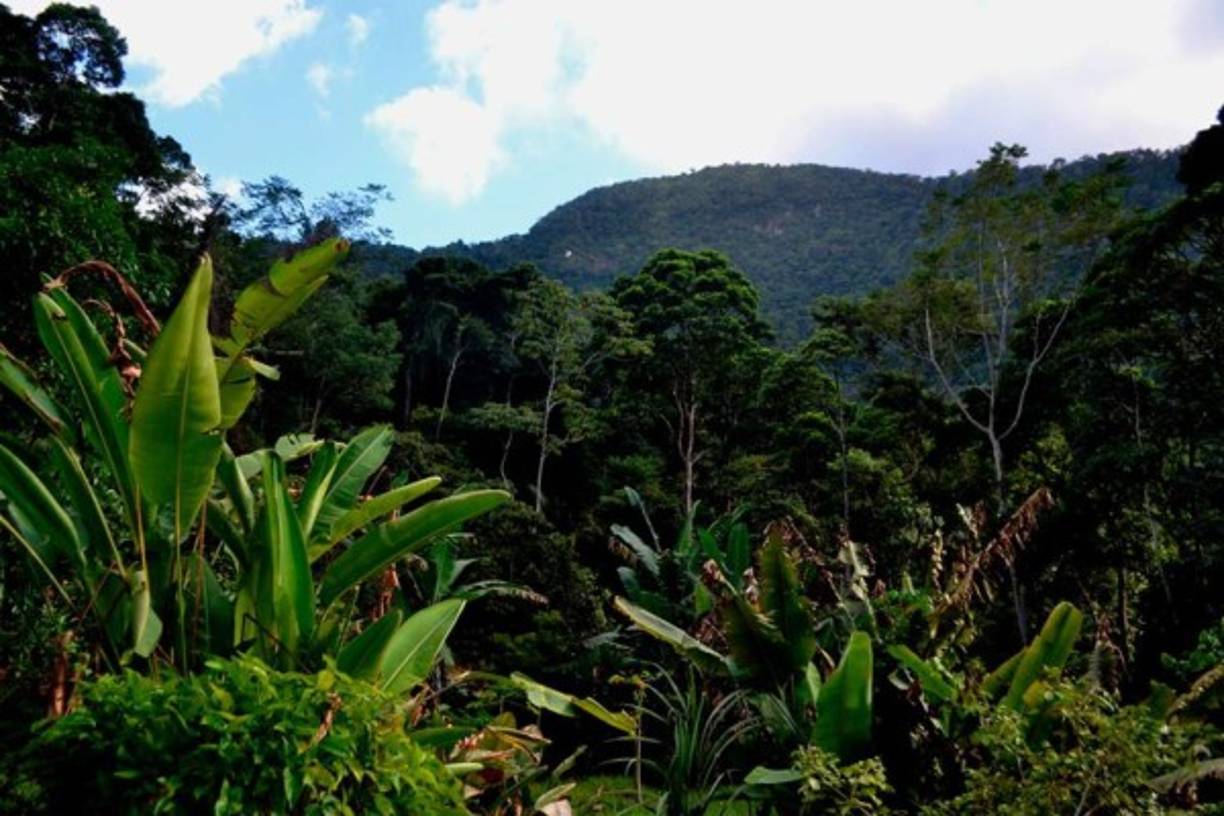 A orillas del Río Cangrejal.