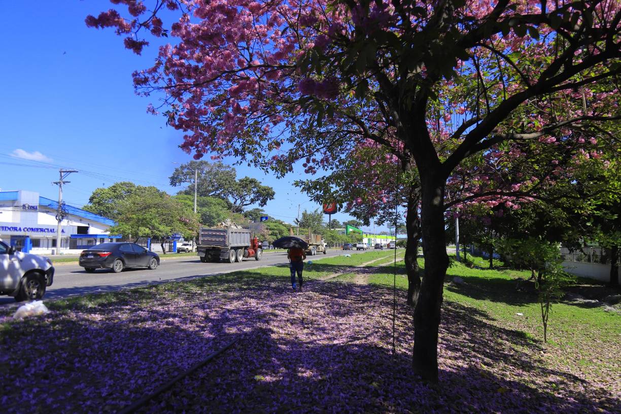 El gerente de ambiente Luis Beltrán dice que la reproducción es por semillas y es muy adaptable al ambiente, su cuido y manejo es sumamente fácil y sencillo: Limpieza de malezas, algunas podas formativas, escaso riego, muy resistente al verano y hasta el maltrato humano.