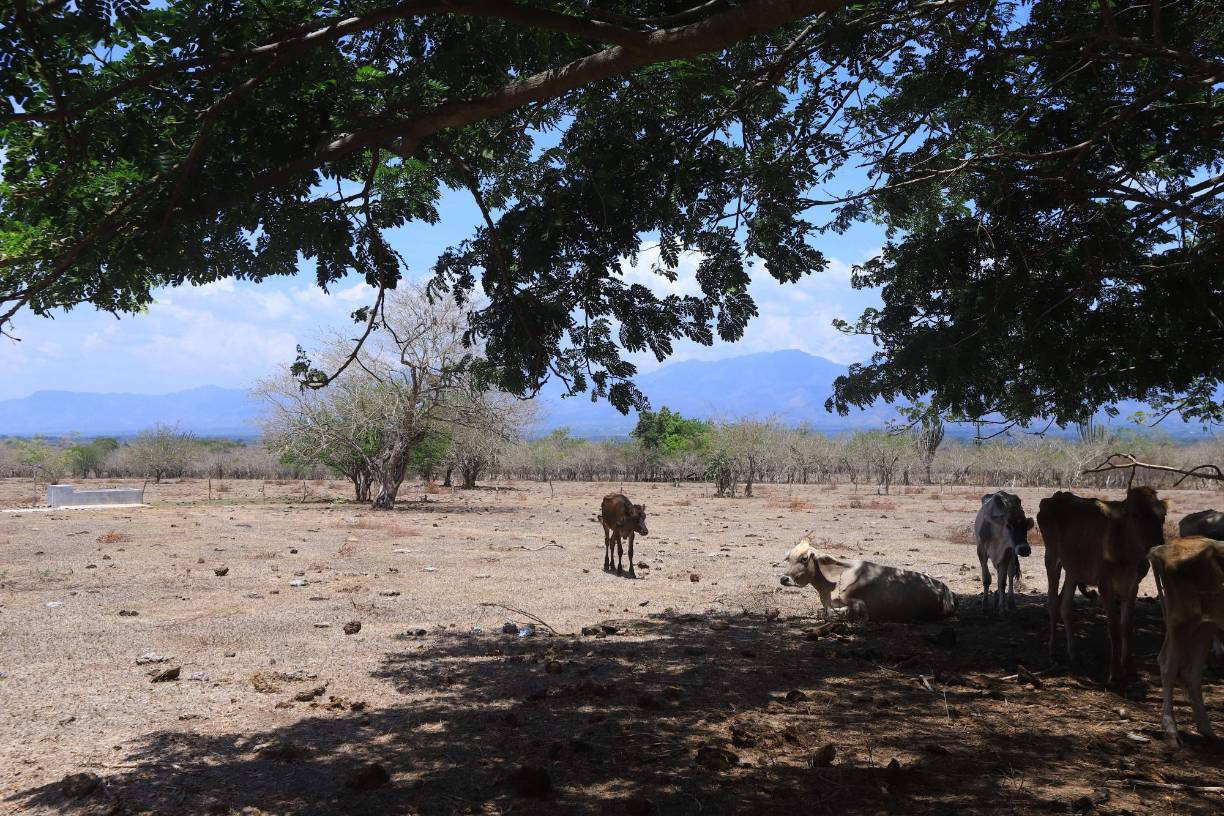 “Estamos sumamente preocupados porque no se sabe lo que pasará y es desalentador porque el fenómeno de El Niño están hablando que se entra en junio y nosotros venimos de seis meses de verano”, apuntó Molina. El Niño ya está presente formalmente en Honduras, según expertos.