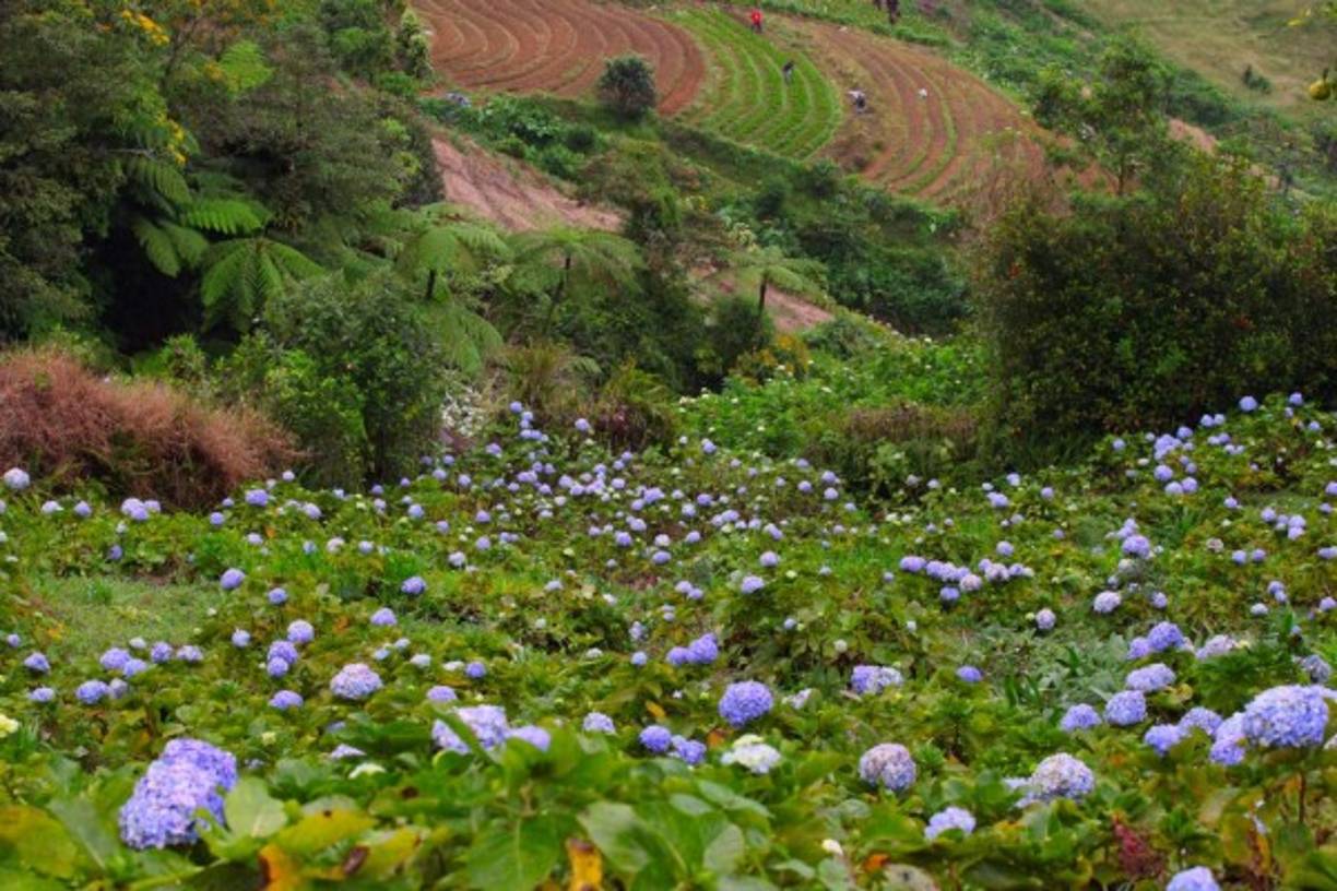 Dado al fresco clima es muy común encontrar cultivos de hortensias y muchas flores ornamentales.