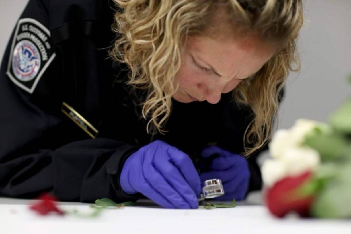 Los agentes aduaneros inspeccionan las flores en busca de pestes o plagas siguiendo el protocolo de del aeropuerto.