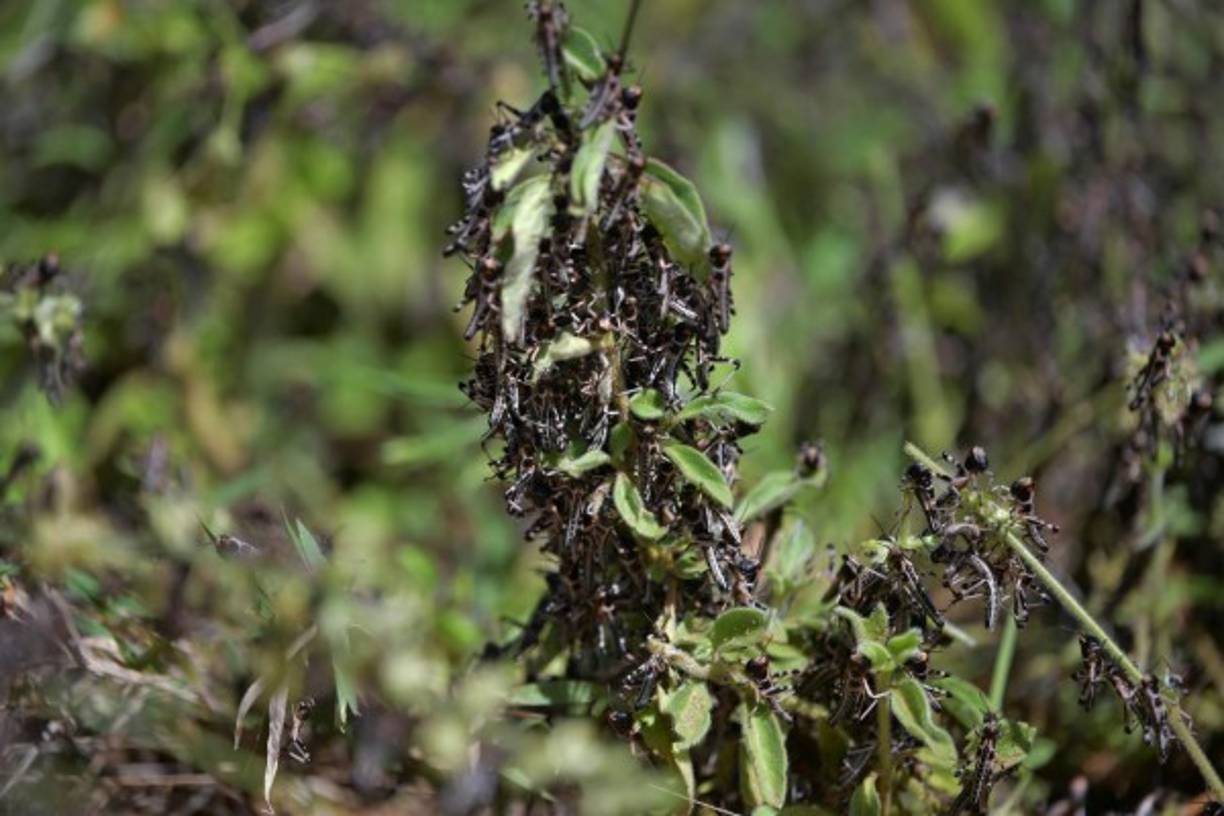 El temor a una gran crisis humanitaria es muy fuerte en una región donde 12 millones de personas ya se encuentran desnutridas, de acuerdo a los datos de la Agencia de Naciones Unidas para la Agricultura y la Alimentación (FAO).