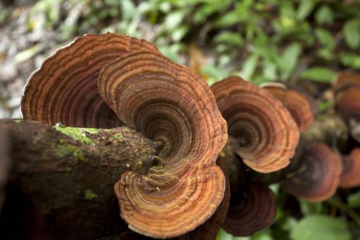 Algunos bejucos adquieren formas caprichosas y con ello se ganan el derecho de recibir nombres populares divertidos.