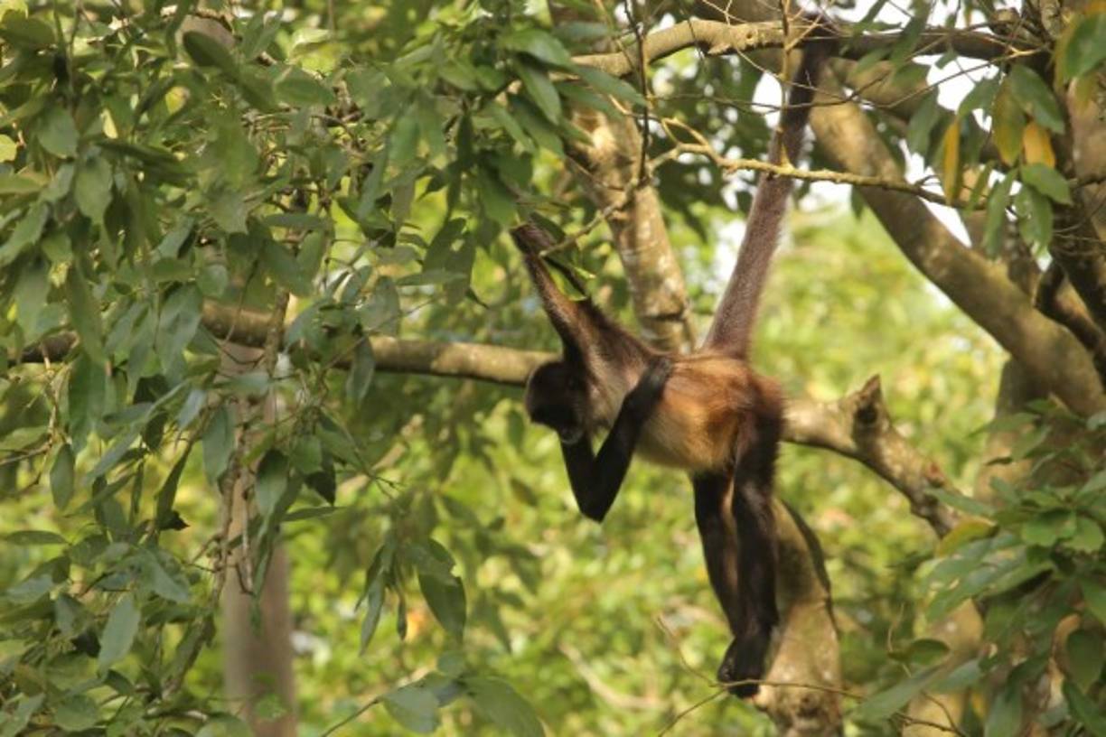 Si desea visitar el parque San Ignacio llame al 2558-9465/9475-5323.