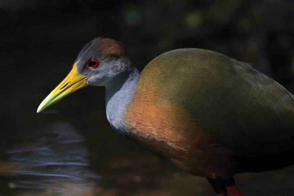 Una 'gallareta' es vista ayer martes, en la zona boscosa de Guápiles, Costa Rica.