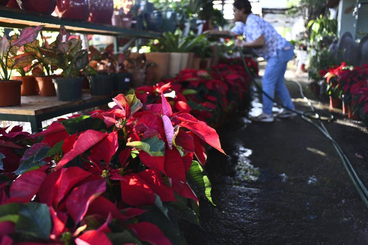 Desde las primeras semanas de noviembre el vivero ofrece a todos los sampedranos y población general flores de pascua bellas y coloridas.