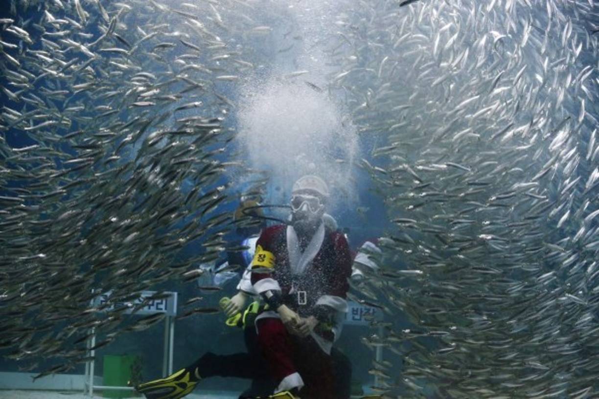 Noel en Corea del Sur. Un buzo surcoreano vestido de San Nicolás alimenta peces en el acuario de Coex en Seul.