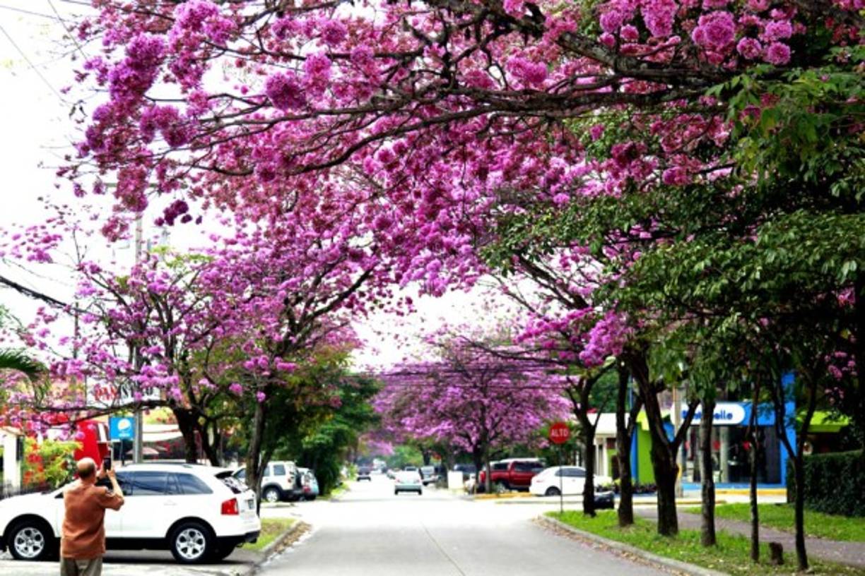 Hay árboles antiguos en las calles sampedranas.