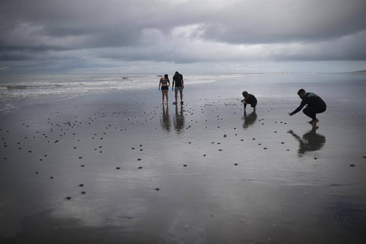 En Panamá existe una ley de protección de tortugas marina desde 2008, que prohíbe la captura, retención o muerte intencional de las tortugas marinas, así como del comercio doméstico de estas, de sus huevos, partes o productos.