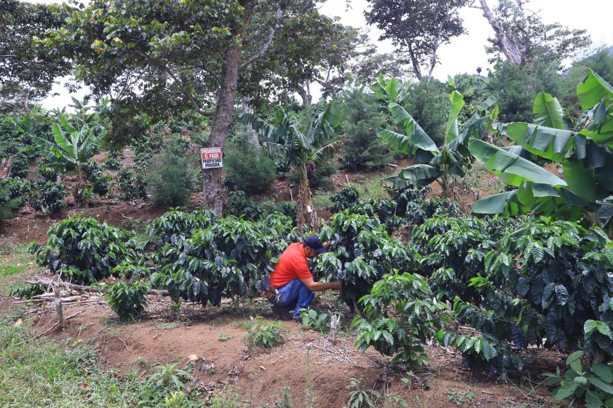 Desde entonces comenzó a trabajar de la mano con el equipo del Ihcafé y en 2010 probó suerte nuevamente: ganó el tercer lugar. Este logro lo motivó aún más para continuar trabajando en su finca y mejorar la calidad del café que producía.