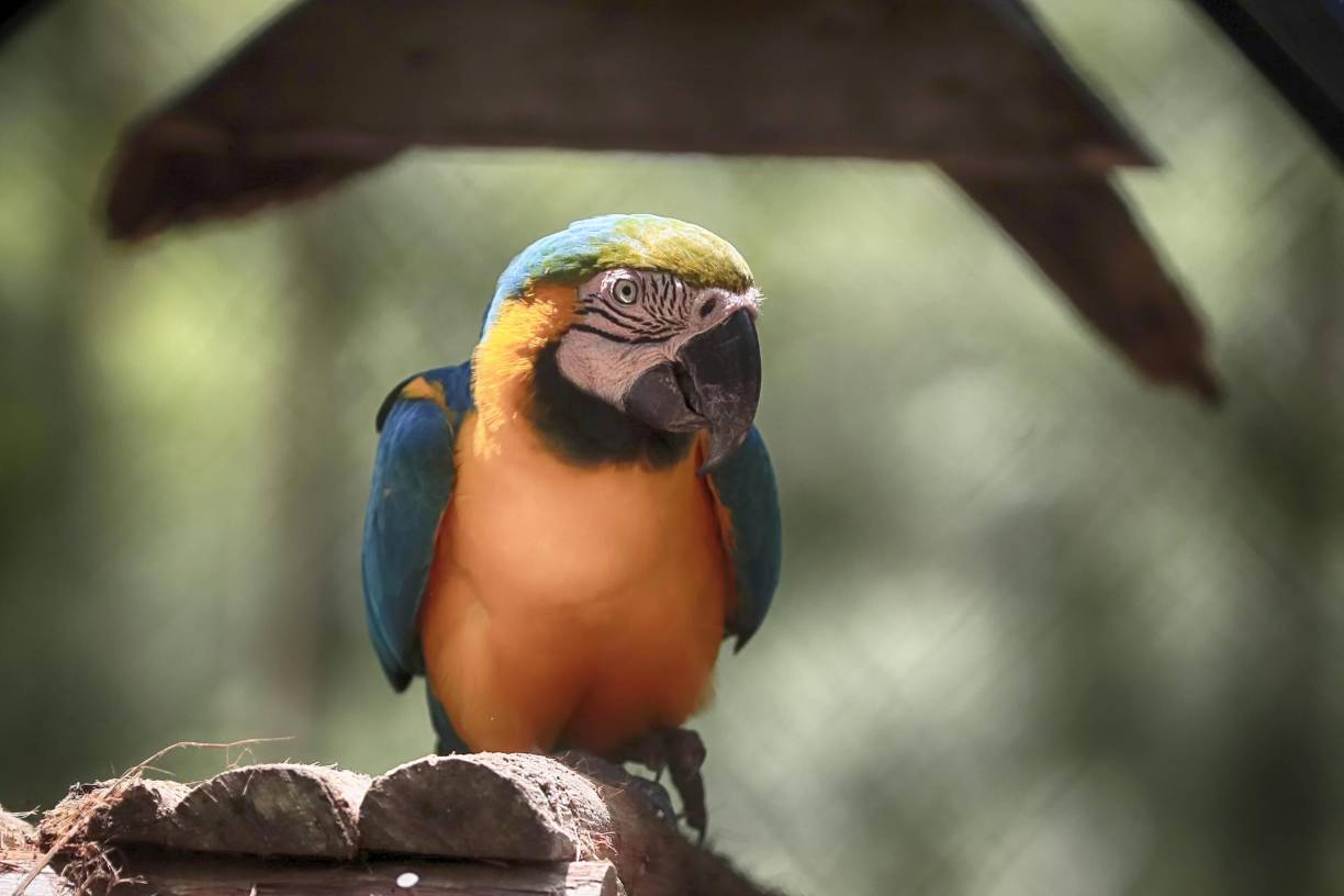 Fotografía de una guara en recuperación, el 4 de junio del 2024, en el Centro Nacional de Conservación y Recuperación de Especies Rosy Walther que posee una colección de 24 especies de mamíferos, en Tegucigalpa.