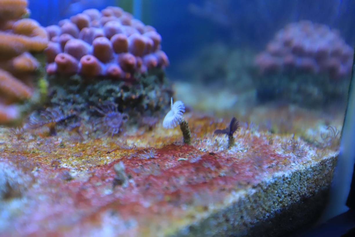 Corales, moluscos, erizos, los atractivos de Tela Marine