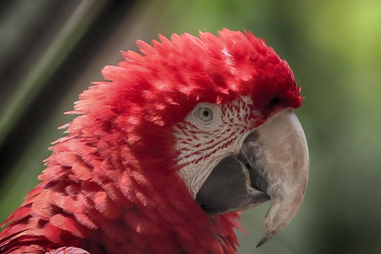 Fotografía de una guara en recuperación, el 4 de junio del 2024, en el Centro Nacional de Conservación y Recuperación de Especies Rosy Walther que posee una colección de 24 especies de mamíferos, en Tegucigalpa.