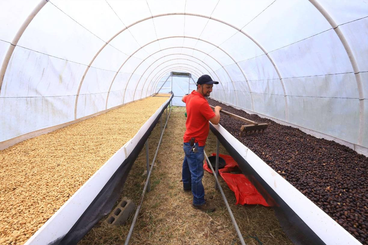 Luego de este evento decidió abocarse a la oficina regional del Instituto Hondureño del Café (Ihcafé) en Santa Bárbara para manifestar su interés de aprender sobre la producción de cafés especiales y solicitar asistencia.
