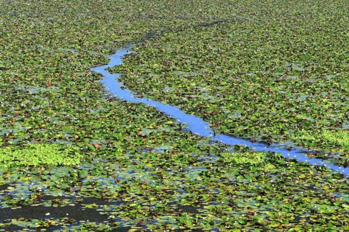 En condiciones normales, Jucutuma 'es como cuando estamos en el mar: se levantan las olas', dice Orlando Mezquin, de 60 años, avistando la laguna desde el frente su casa de zinc y cemento construida en la cima de una colina, a la orilla de Jucutuma.