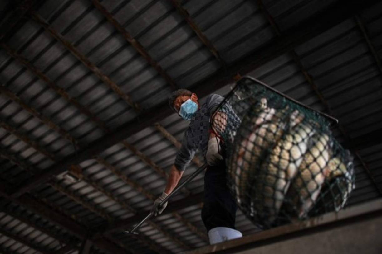 Hasta ahora la teoría de los expertos más difundida es que el nuevo coronavirus pasó de una animal silvestre, probablemente un murciélago- a otro mamífero y luego a una persona.