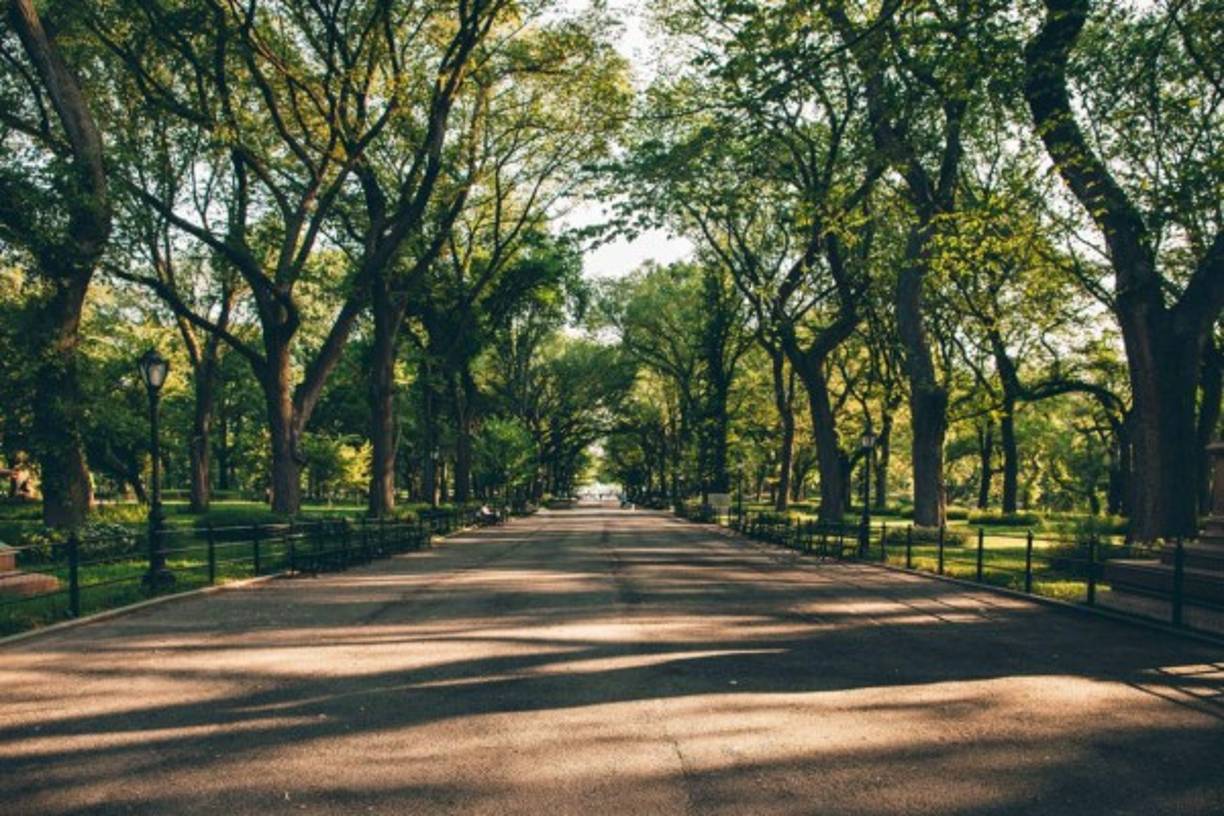 Una tranquila tarde en Central Park.