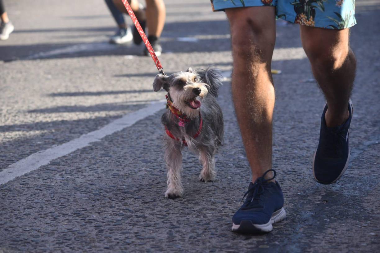 Aquí vemos a un pequeño canino a la par de su dueño.