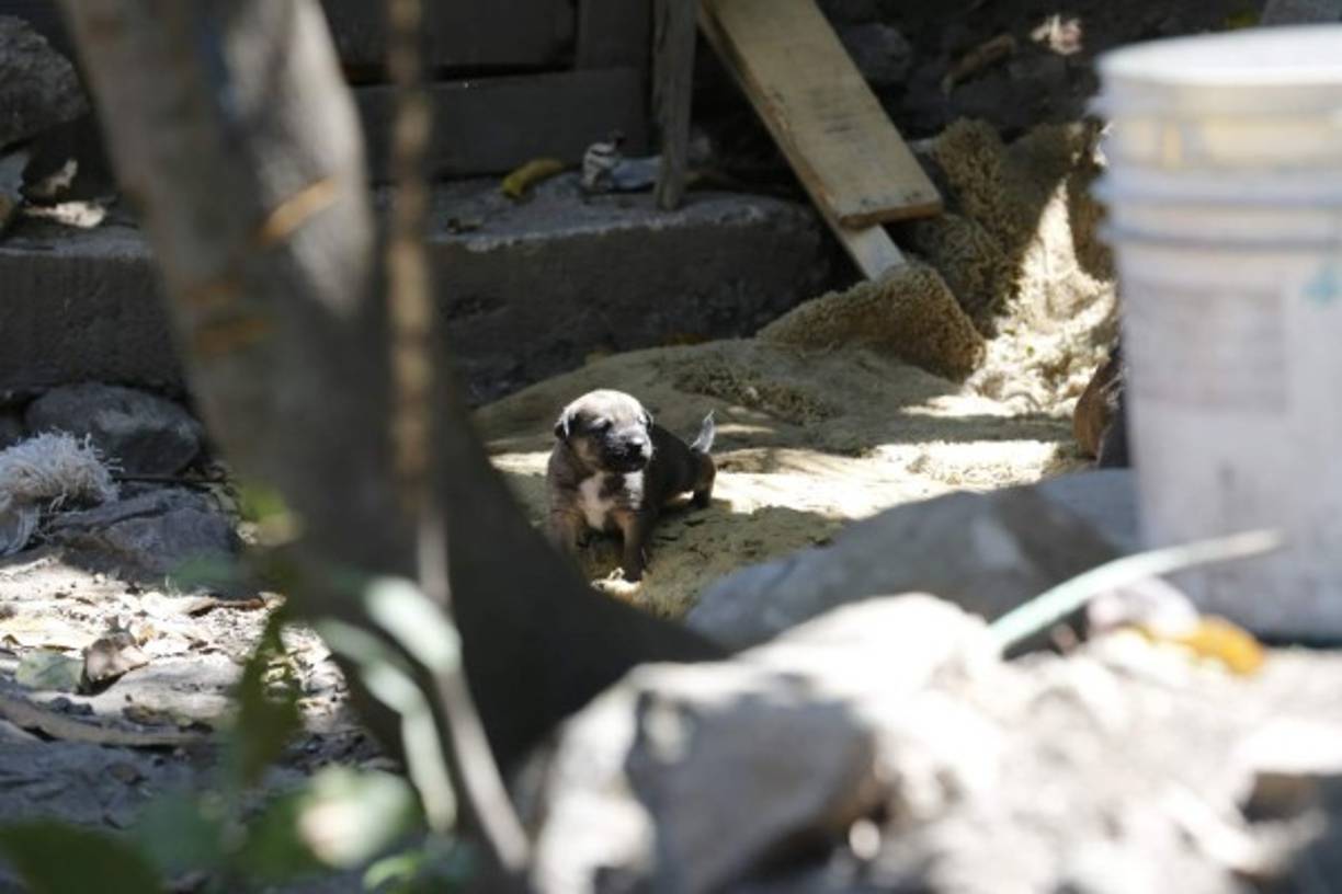 Un cachorro fue dejado en su casa por sus dueños que huyeron tras las amenazas de los delincuentes.
