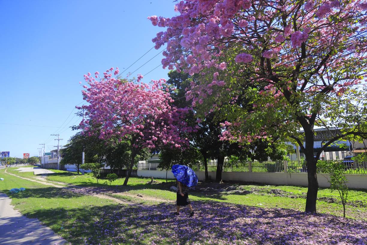 El árbol de Macuelizo, cuyo nombre científico es Tabebuia Rosea, es originario de la zona inter tropical americana. Este árbol es nativo de los bosques trofofilos y puede crecer hasta 30 metros de altura. El macuelizo es un árbol caducifolio (de hoja caediza) que pierden sus hojas durante la época de sequía y solo en zonas de más húmedad mantienen sus hoja explica el ingeniero agrónomo, German Pérez.