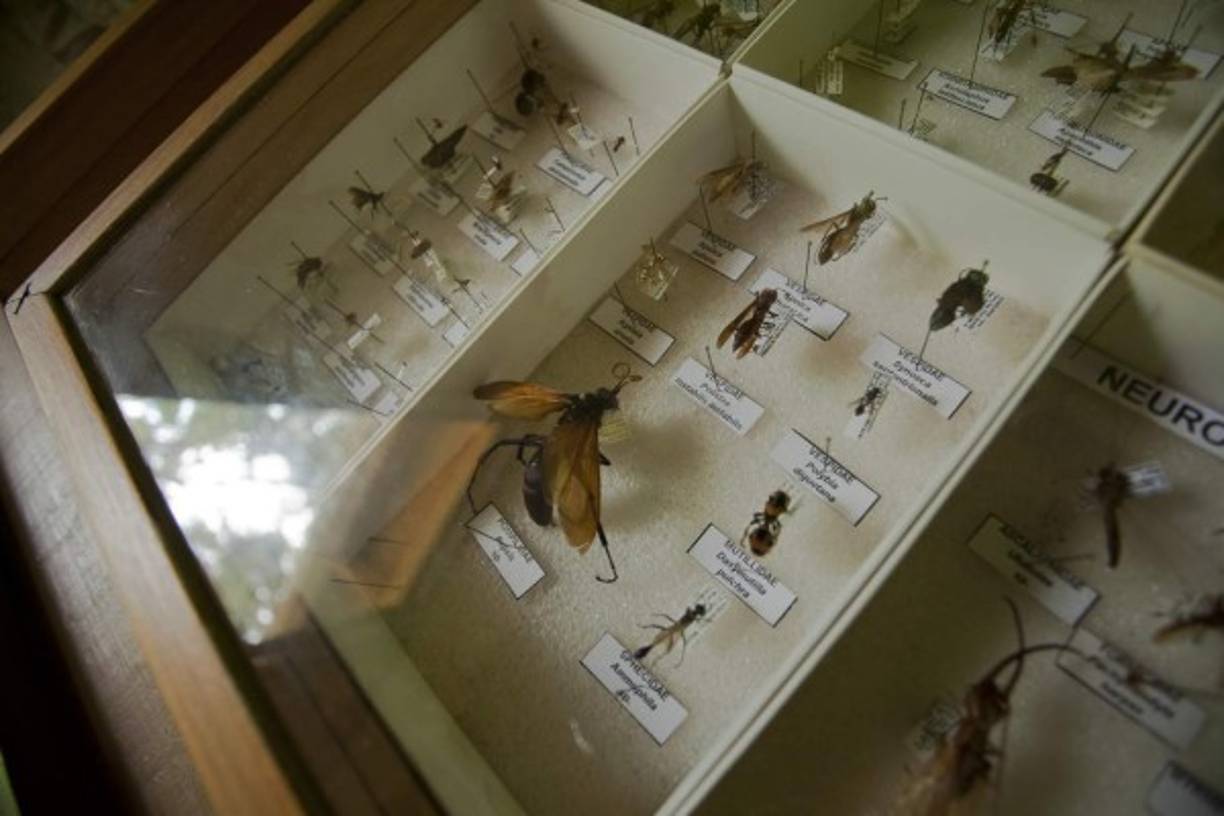 Para los amantes de los seres pequeños, la colección en el Centro de Visitantes ofrece una oportunidad de interpretar mejor el parque.