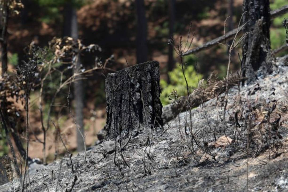 Madera chamuscada y una gruesa capa de ceniza fue lo que dejó el siniestro en la zona boscosa afectada.