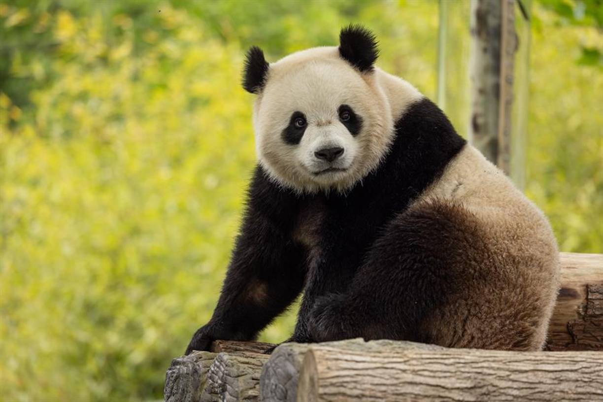 Los dos osos, ambos de tres años, llegaron a Estados Unidos casi un año después de que el zoológico de Washington devolviese al país asiático los tres panda que tenía.